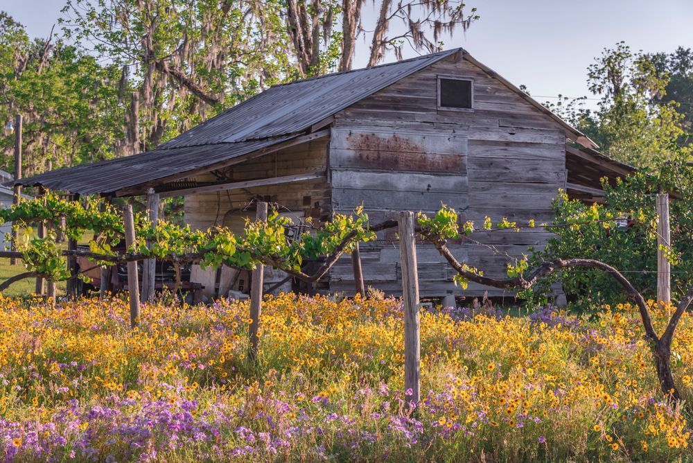 Farmhouse Flowers Delight Photography Art | kramkranphoto