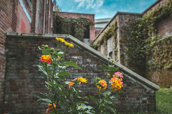 Annie Lytle Bloomin Photography Art | kramkranphoto