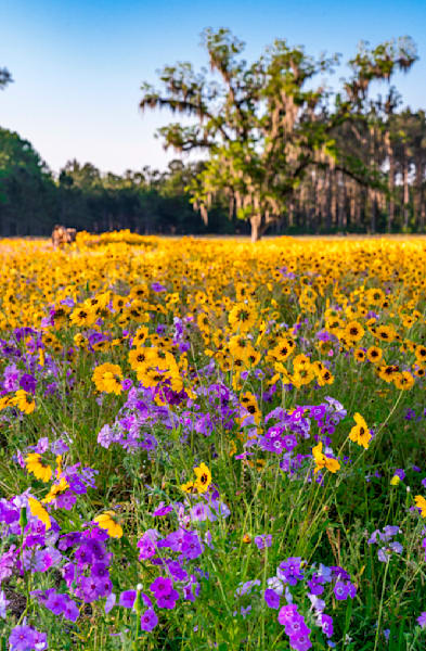 Flower Fields Forever Photography Art | kramkranphoto