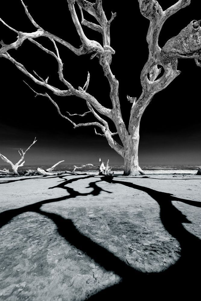 Shadowtree Photography Art | kramkranphoto