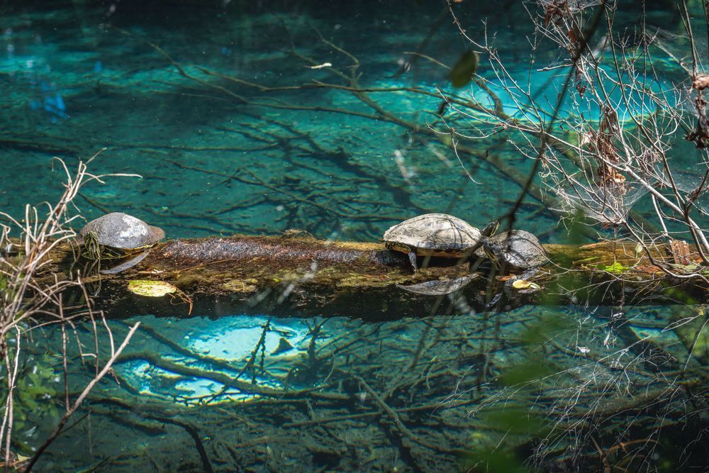 Turtle Paradise Photography Art | kramkranphoto