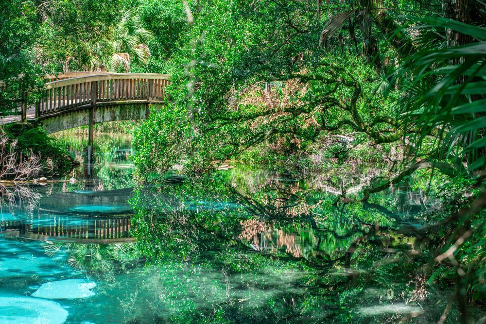 Fern Hammock Springs Photography Art | kramkranphoto