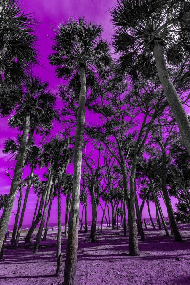 Purple Palms Photography Art | kramkranphoto