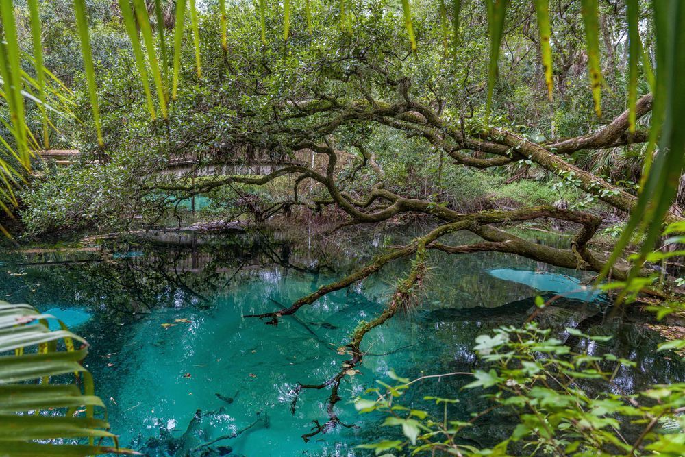 Fern Hammock Springs Blues Photography Art | kramkranphoto
