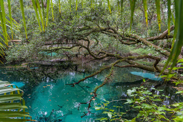 Fern Hammock Springs Blues Photography Art | kramkranphoto