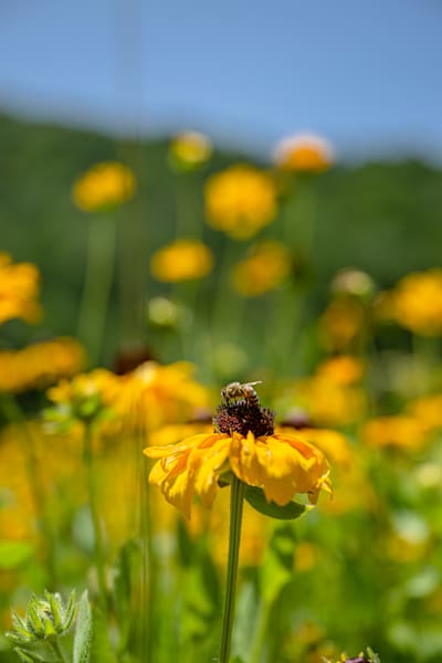 Diligently Buzzing Photography Art | kramkranphoto