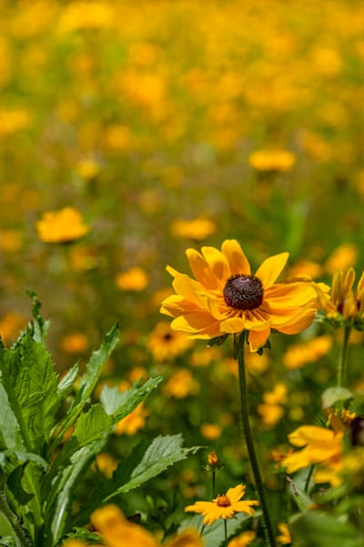 Golden Blooms Sway Photography Art | kramkranphoto