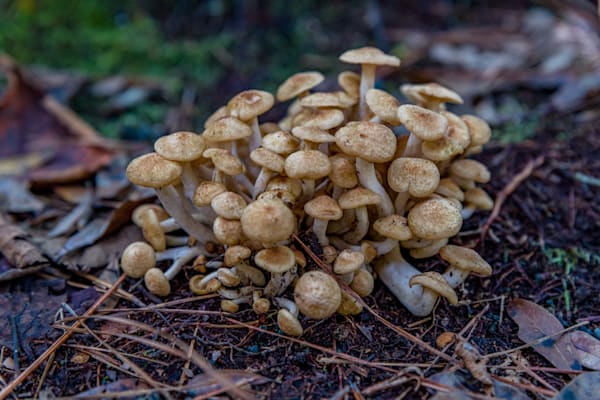 Shroomadoom Photography Art | kramkranphoto