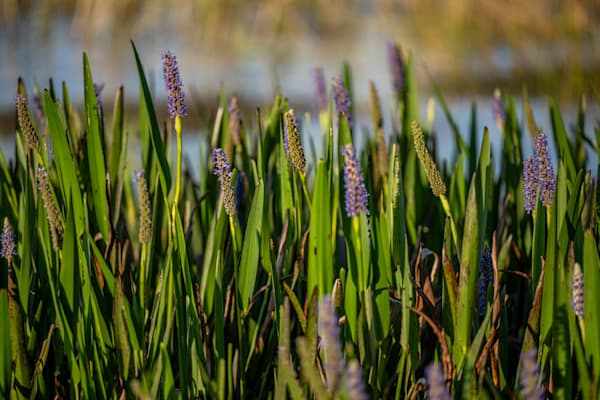 St. Cloud Main Street 4 23 2024 5547 Photography Art | kramkranphoto