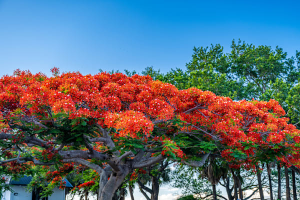 Stuart Main Street 5 21 2024 7044 Photography Art | kramkranphoto