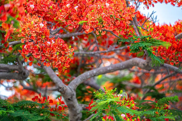 Stuart Main Street 5 21 2024 4455 Photography Art | kramkranphoto