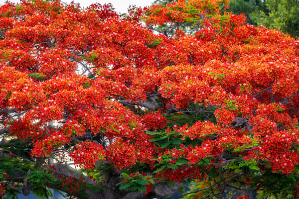 Stuart Main Street 5 21 2024 4446 Photography Art | kramkranphoto