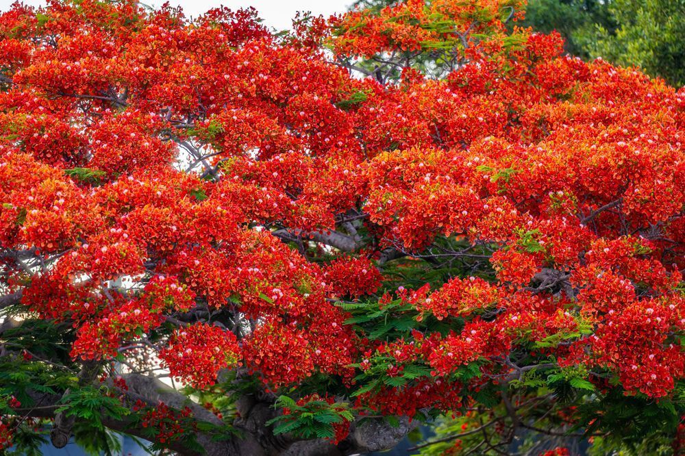 Stuart Main Street 5 21 2024 4446 Photography Art | kramkranphoto