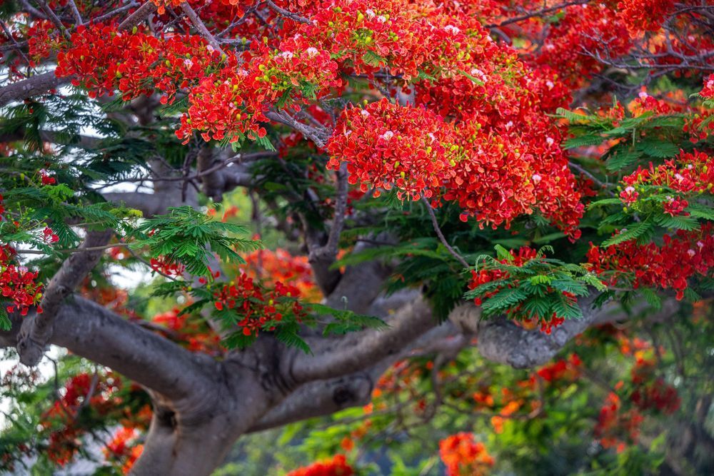 Stuart Main Street 5 21 2024 4523 Photography Art | kramkranphoto