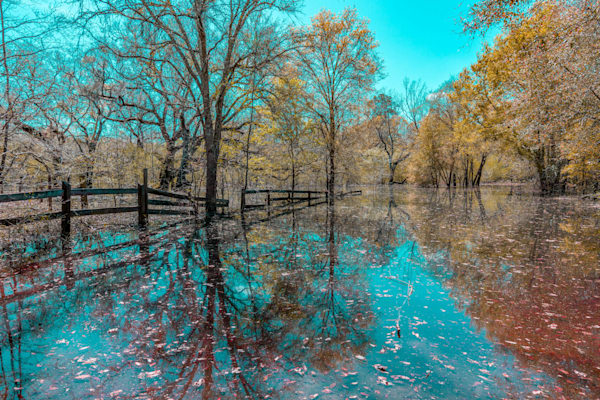 Submerged Suwanee Springtime Photography Art | kramkranphoto