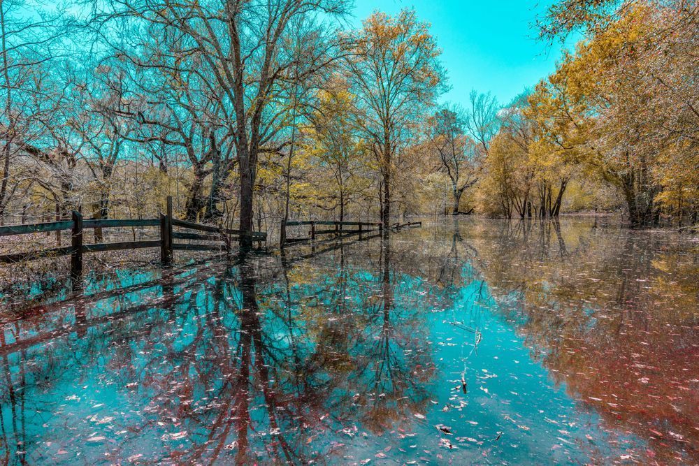 Submerged Suwanee Springtime Photography Art | kramkranphoto