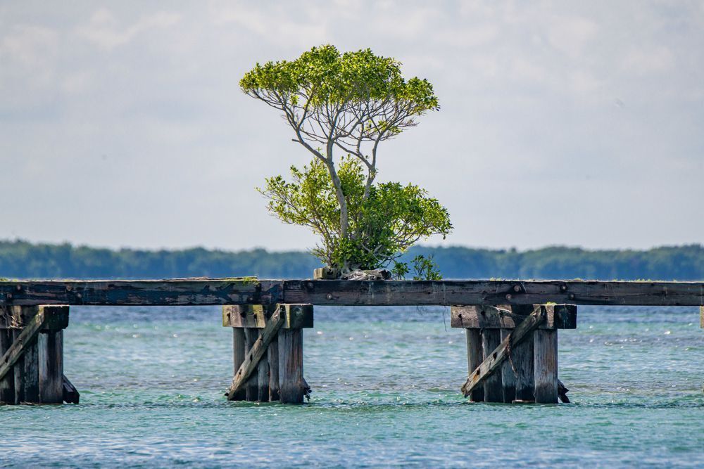 Life Renewed Photography Art | kramkranphoto