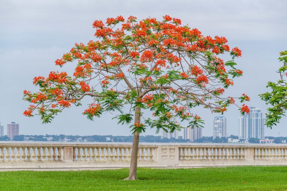 Bayshore Blooms Photography Art | kramkranphoto