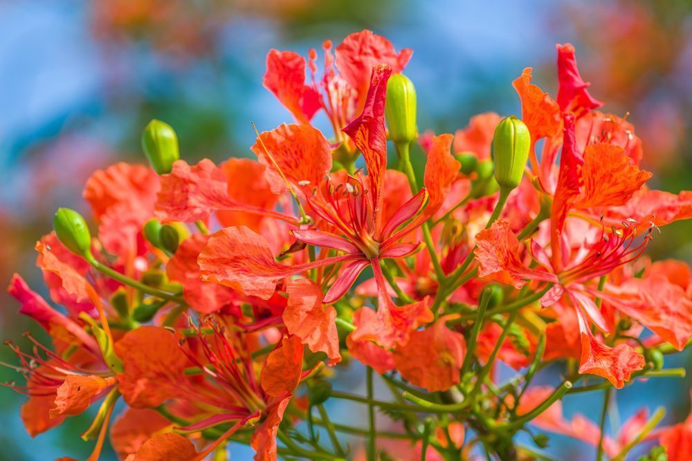 Royal Red Reception Photography Art | kramkranphoto