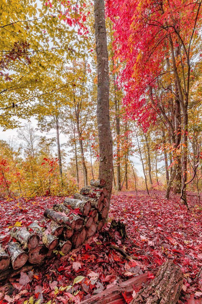 Mountain Woods Photography Art | kramkranphoto