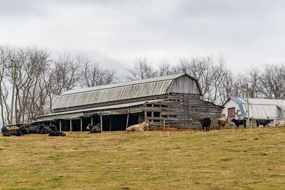 Cows Come Home Photography Art | kramkranphoto