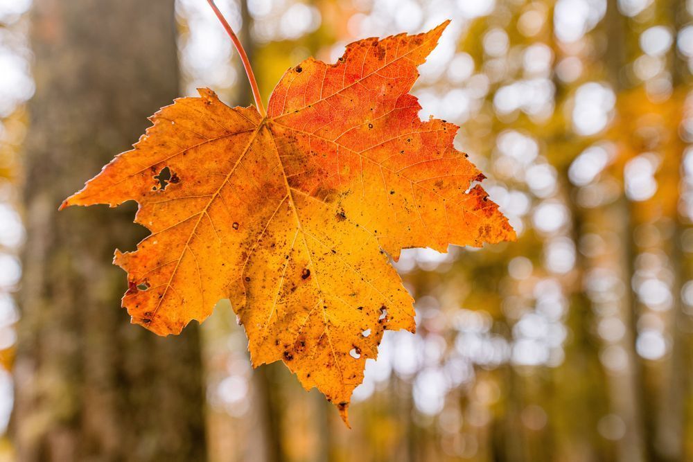 Golden Hue Photography Art | kramkranphoto