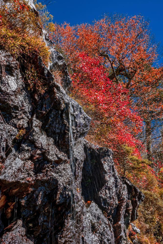 Rockin Robbin Photography Art | kramkranphoto