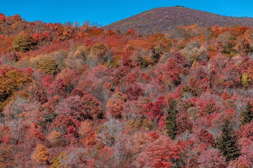 Graveyard Fields Fiery Fall Photography Art | kramkranphoto