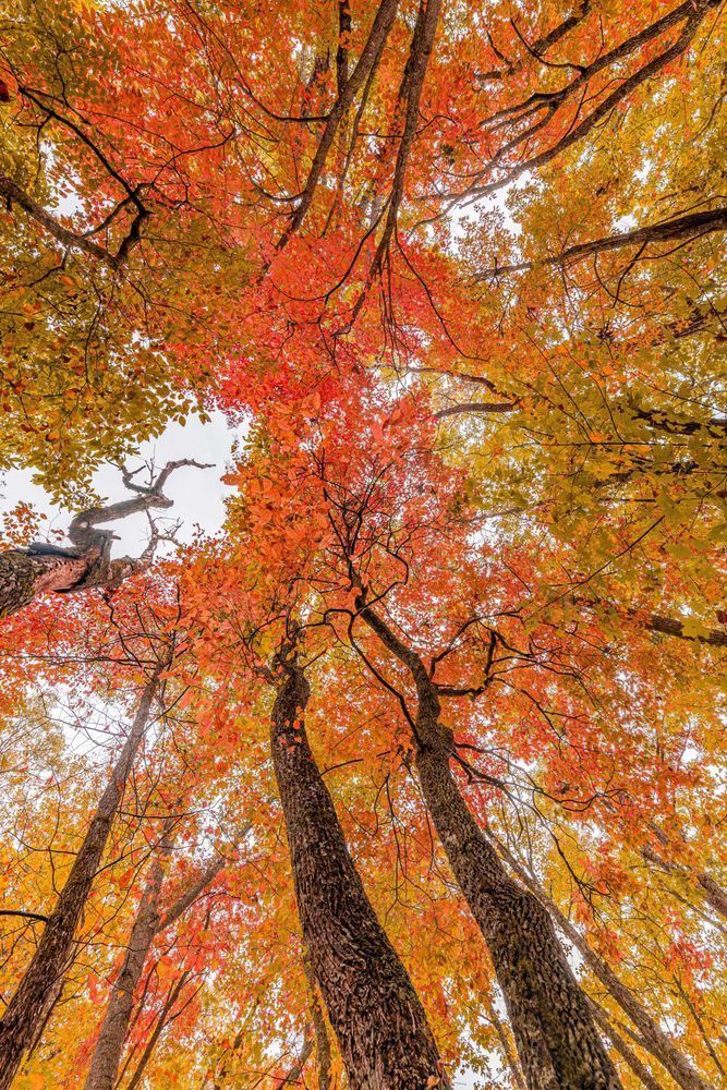 Fall Foliage Photography Art | kramkranphoto