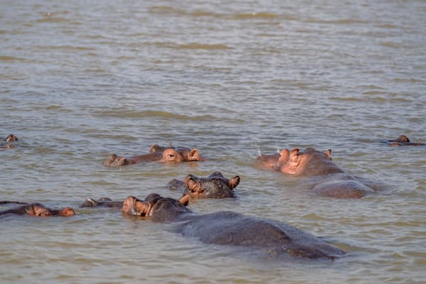 St. Lucia Hippos Photography Art | kramkranphoto
