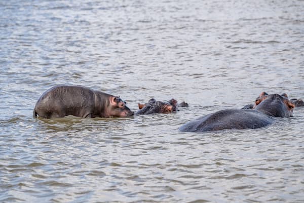 Baby Hippo Ride Photography Art | kramkranphoto