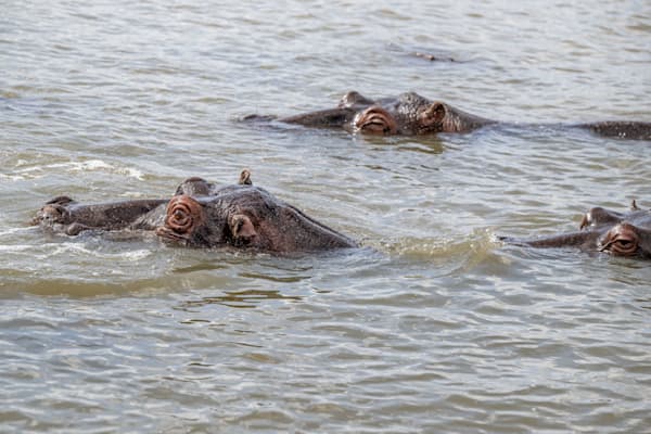 The Eyes Never Lie Photography Art | kramkranphoto