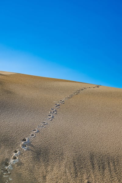 Hyena Dune Photography Art | kramkranphoto