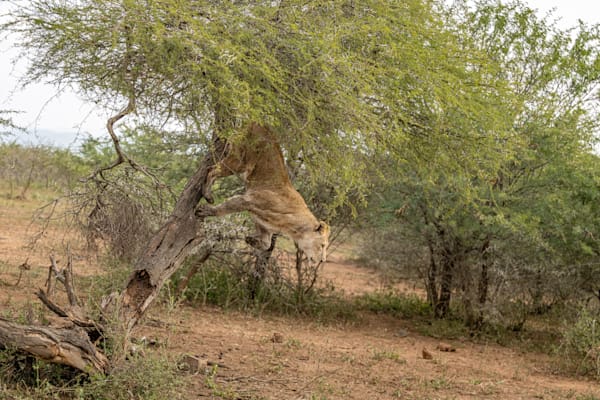 Lion Hop Photography Art | kramkranphoto
