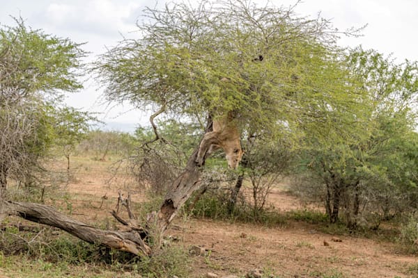 One Of These Is Not A Tree Branch Photography Art | kramkranphoto