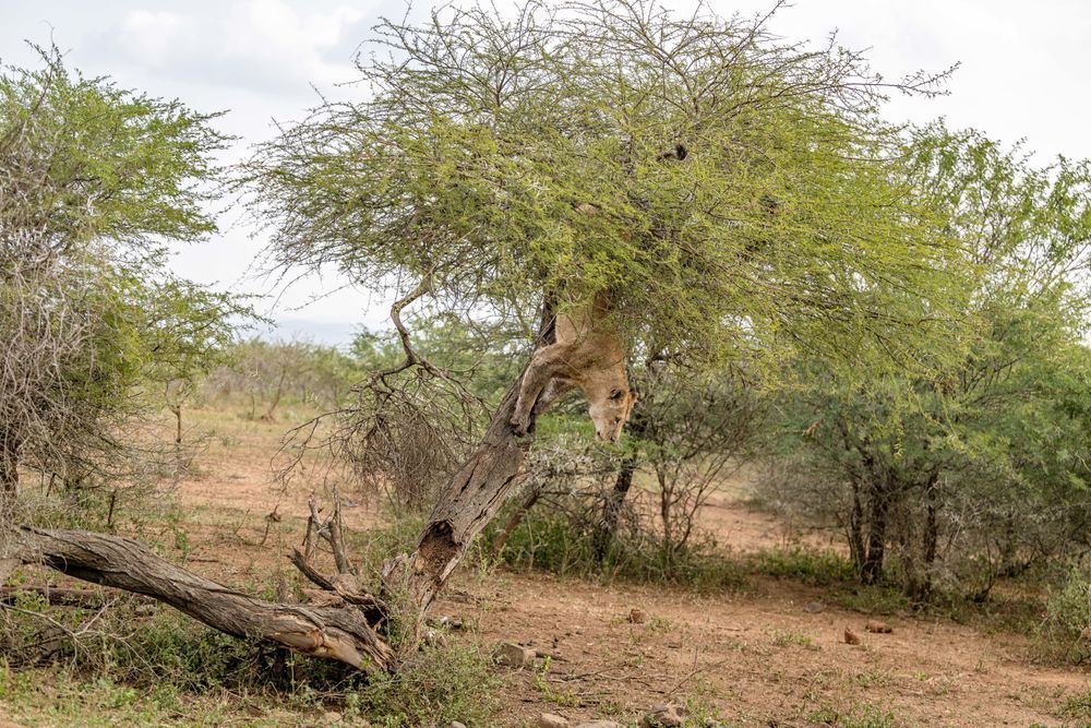 One Of These Is Not A Tree Branch Photography Art | kramkranphoto