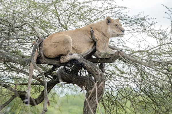 Lion In The Tree Photography Art | kramkranphoto