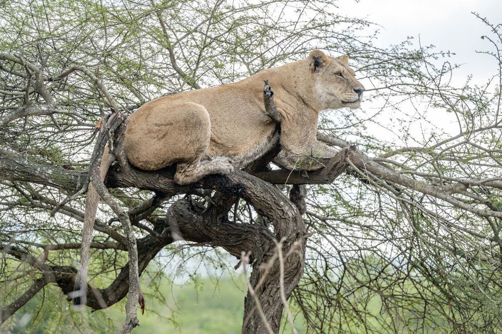 Lion In The Tree Photography Art | kramkranphoto