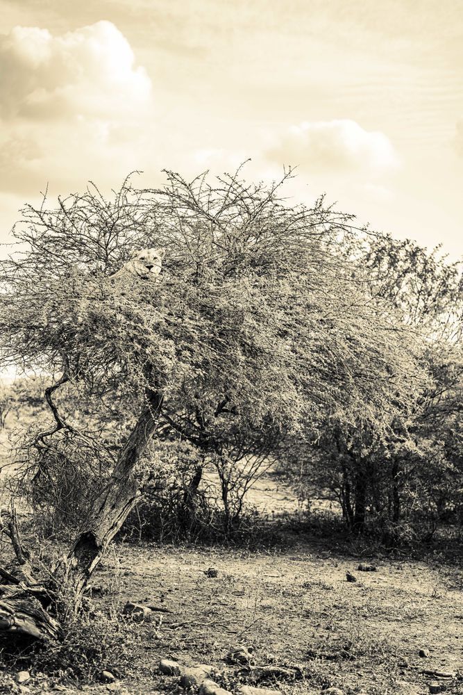Lion In A Tree Safari Photography Art | kramkranphoto