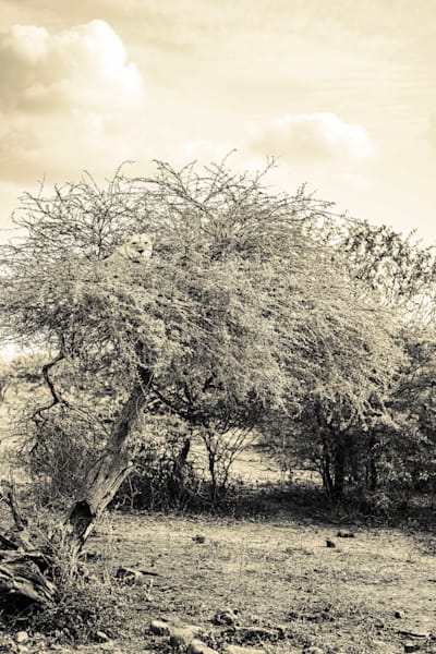 Lion In A Tree Safari Photography Art | kramkranphoto
