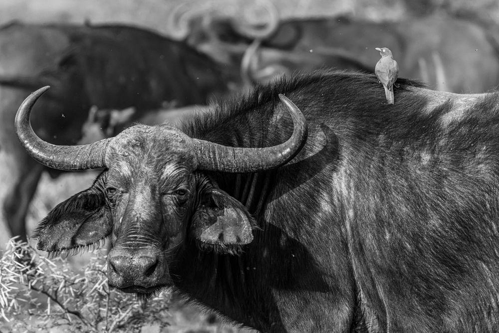 Water Buffalo Business Photography Art | kramkranphoto