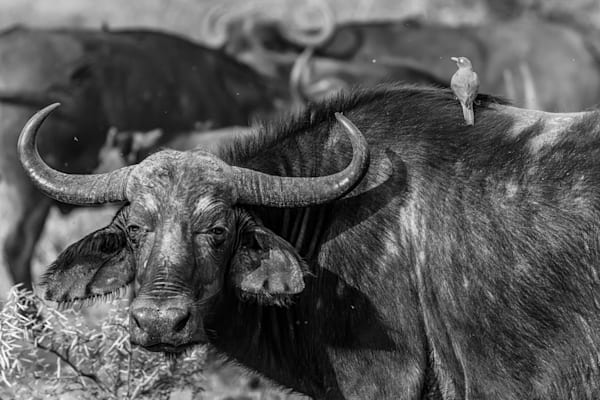 Water Buffalo Business Photography Art | kramkranphoto