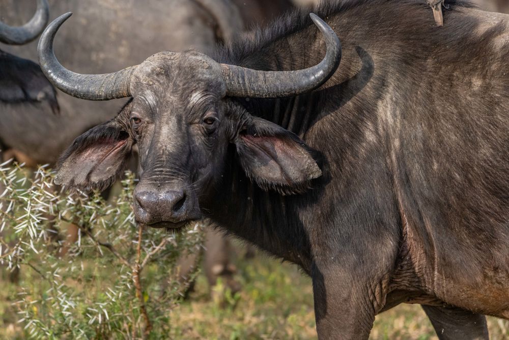 Water Buffalo Photography Art | kramkranphoto