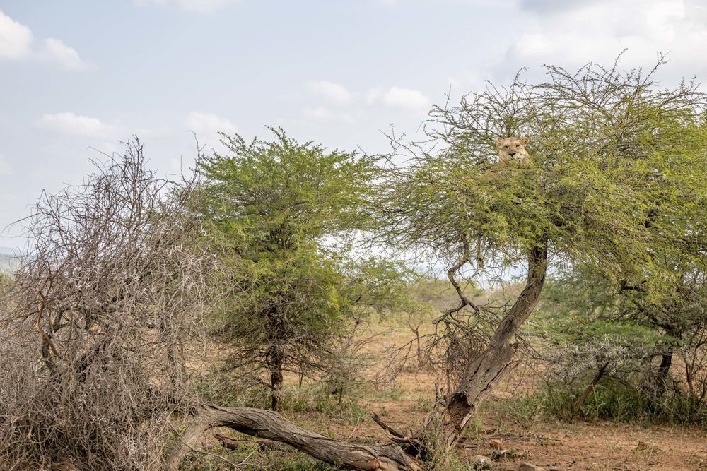 Big Cat In The Tree Photography Art | kramkranphoto