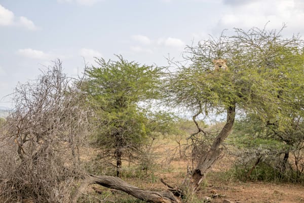 Big Cat In The Tree Photography Art | kramkranphoto