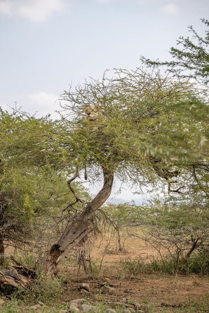 Lionbird Photography Art | kramkranphoto