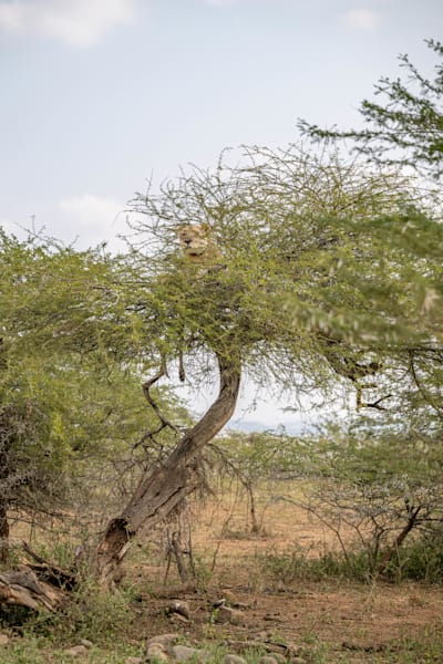 Lionbird Photography Art | kramkranphoto