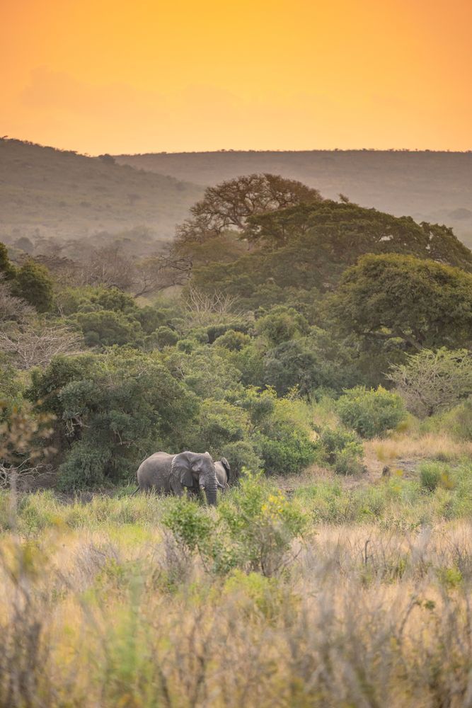 Elephant Adventures Photography Art | kramkranphoto