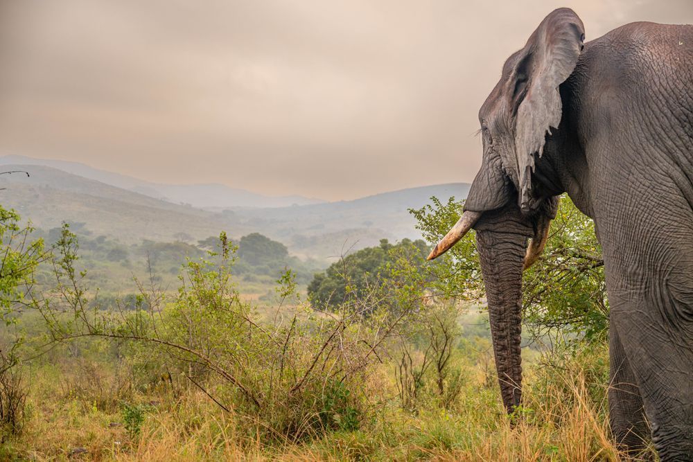 Through The Elephant's Eyes Photography Art | kramkranphoto