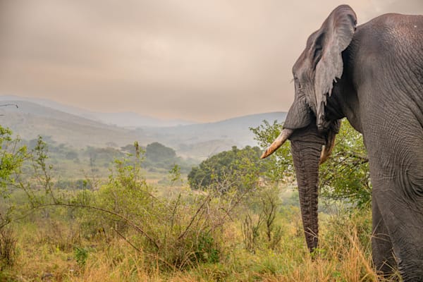 Through The Elephant's Eyes Photography Art | kramkranphoto